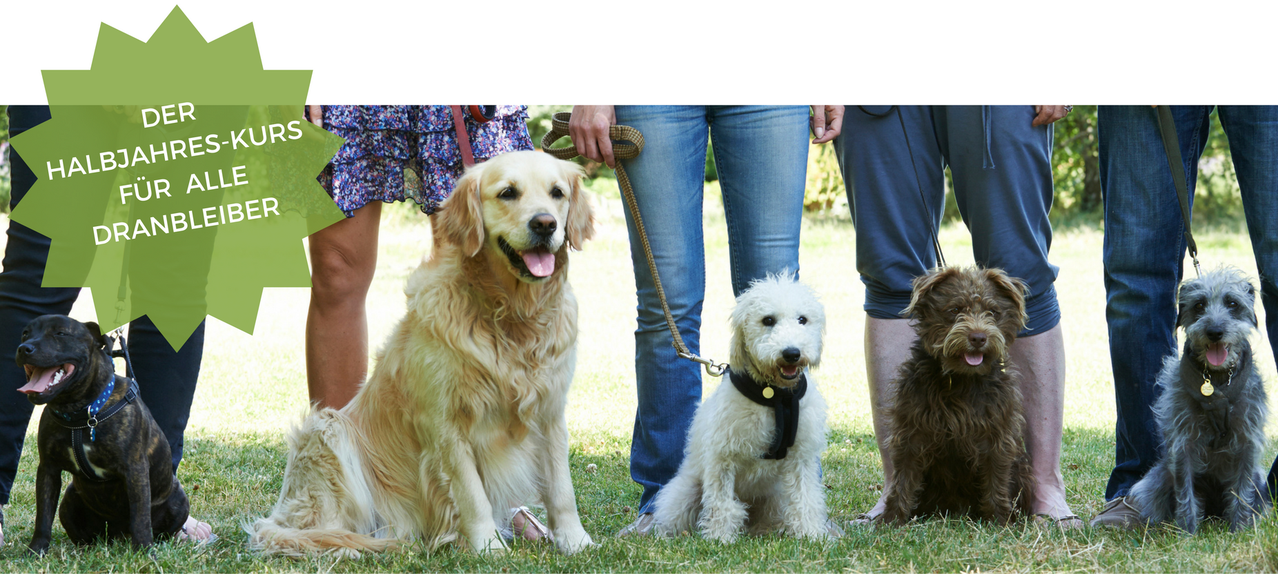 Hundeschule Kelsterbach Dranbleiber-Kurs